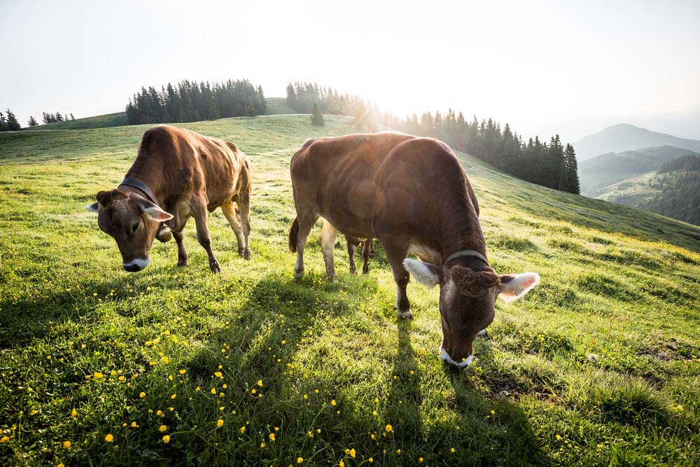 Cows on the pastureland 